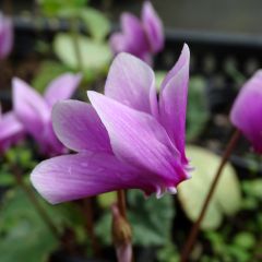 Cyclamen hederifolium Roze - Naaldcyclaam