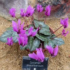 Cyclamen pseudibericum - Cyclaam