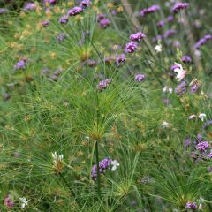 Cyperus papyrus Akhenaton - Papyrusplant