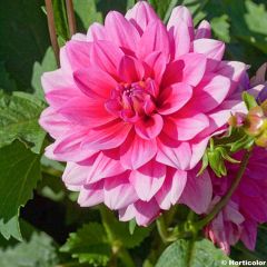 Dahlia Bluesette - dwergdahlia