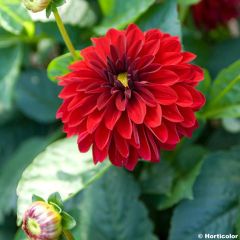 Dahlia Melody Mambo - dwergdahlia