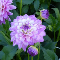 Dahlia Blue Wish - decoratieve dahlia