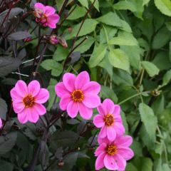 Dahlia Happy Single Juliet - donkerbladige dahlia