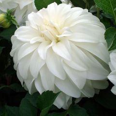 Dahlia Lady Liberty - grootbloemige dahlia