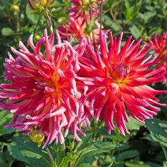 Dahlia Bora Bora - cactusdahlia