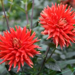 Dahlia Park Idylle - cactusdahlia