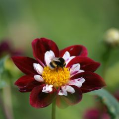 Dahlia Impression Fantastico - halskraagdahlia