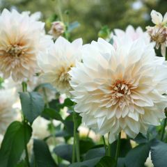 Dahlia Café Au Lait - Dinnerplate dahlia