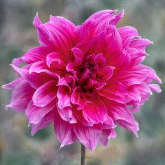 Dahlia Emory Paul - grootbloemige dahlia