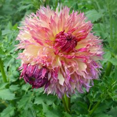 Dahlia Myrtle's Folly - grootbloemige dahlia