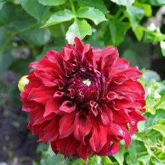 Dahlia Spartacus - grootbloemige dahlia