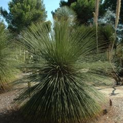 Dasylirion longissimum - Mexicaanse grasboom
