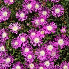 Delosperma floribundum Stardust (zaad) - IJsbloem
