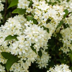 Deutzia gracilis Nikko - Bruidsbloem