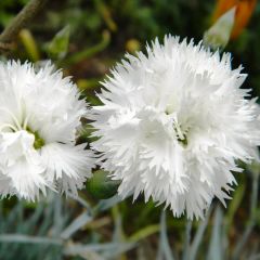 Grasanjer Haytor Wit - Dianthus plumarius
