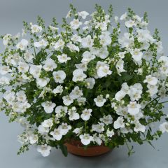 Diascia Breezee Plus Wit - Elfenspoor