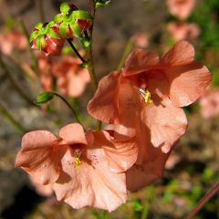Diascia barberae Blackthorn Apricot - Elfenspoor