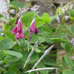 Dierama pulcherrimum Blackbird - Engelenhengel