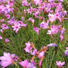Dierama trichorhizum - Engelenhengel