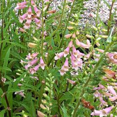 Digitalis Glory of Roundway - Vingerhoedskruid