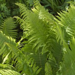 Dryopteris filix-mas - Mannetjesvaren
