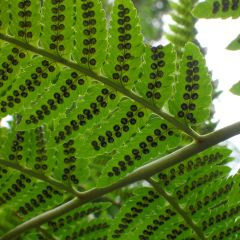 Dryopteris goldieana - Niervaren