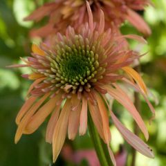 Echinacea purpurea Cranberry Cupcake - Rode zonnehoed