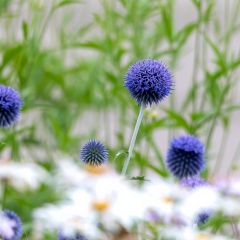 Echinops bannaticus Blue Globe - Kogeldistel