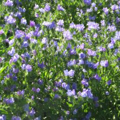 Echium vulgare Blue Bedder (zaad) - Slangenkruid