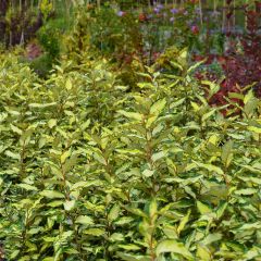 Elaeagnus ebbingei Maryline - Olijfwilg