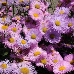 Erigeron speciosus Rosa Jewel - Fijnstraal