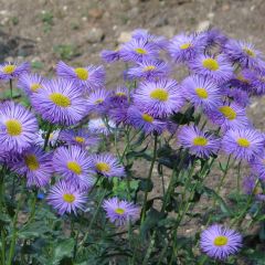 Erigeron speciosus Grandiflorus - Fijnstraal