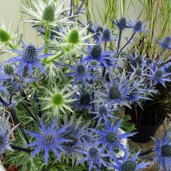 Eryngium zabelii Big Blue - Kruisdistel