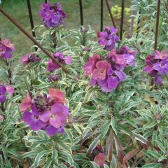 Erysimum linifolium Variegatum – Steenraket