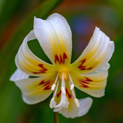 Erythronium Wit - Hondstand wit