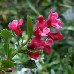 Escallonia Pride of Donard - Escalloniastruik