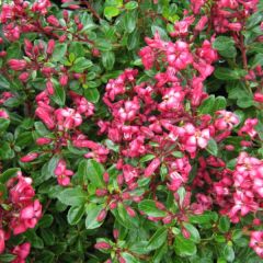 Escallonia Red Carpet - Escalloniastruik