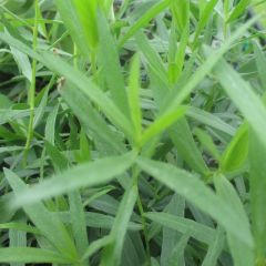 Dragon - Artemisia dracunculus