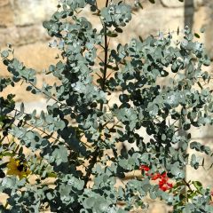 Eucalyptus gunnii - Cidergomboom