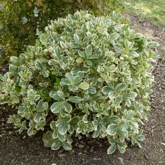 Euonymus japonicus Bravo - Japanse kardinaalsmuts
