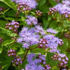 Eupatorium coelestinum - Leverkruid