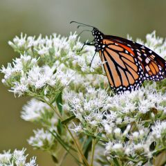 Eupatorium perfoliatum - Doorgroeid leverkruid