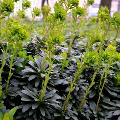 Euphorbia amygdaloïdes var. robbiae - Amandelwolfsmelk