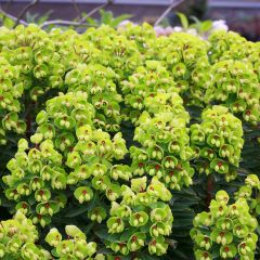 Euphorbia Baby Charm - Wolfsmelk
