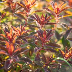 Euphorbia dulcis Chameleon - Wolfsmelk