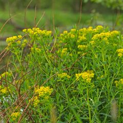 Euphorbia palustris - Moeraswolfsmelk