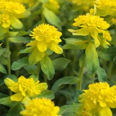 Euphorbia polychroma - Kleurige wolfsmelk