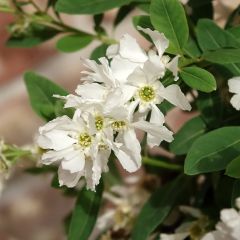 Exochorda The Bride - Parelstruik