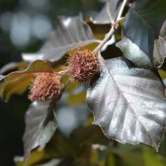 Fagus sylvatica Atropurpurea - Koperbeuk