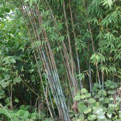Fargesia papyrifera Blue Dragon - Blauwe bamboe